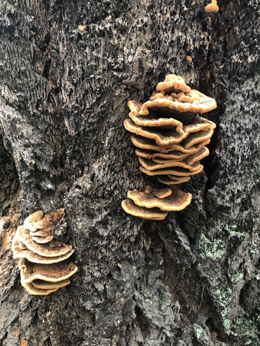 Phaeolus occidentiamericanus