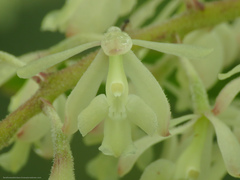 Epidendrum lanipes
