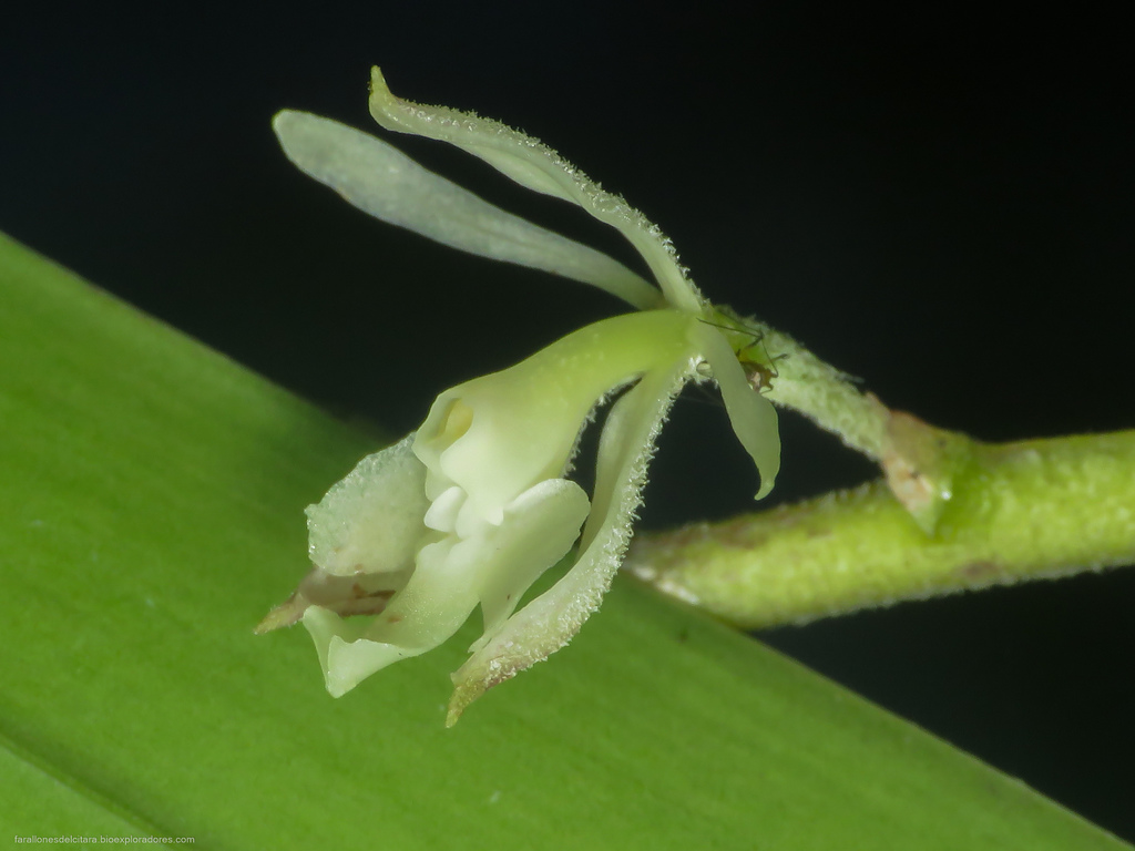Epidendrum lanipes Rchb.f. 2