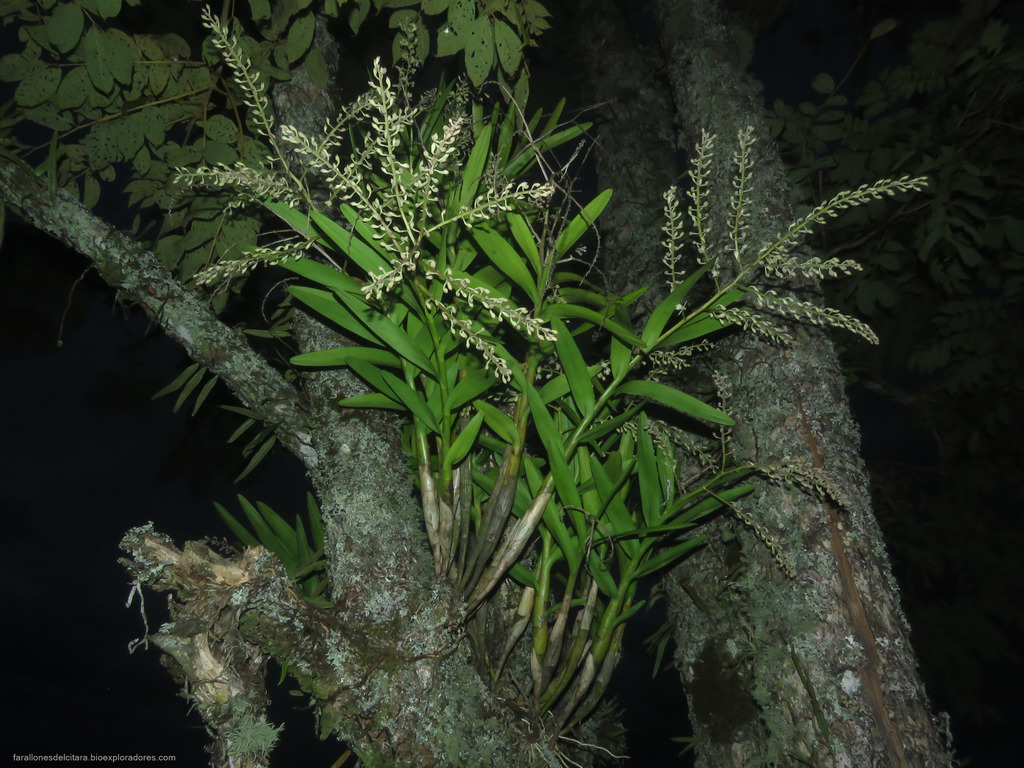 Epidendrum lanipes Rchb.f. 4