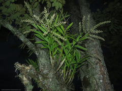 Epidendrum lanipes