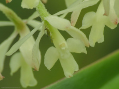 Epidendrum lanipes
