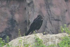 Corvus corone
