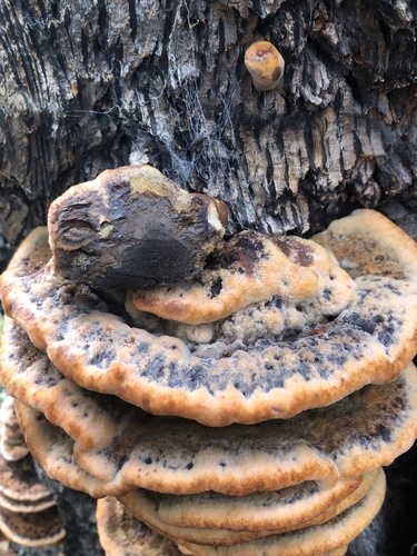 Phaeolus occidentiamericanus