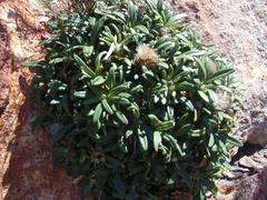 Oldenburgia paradoxa