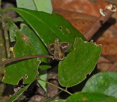 Pheraeus honta