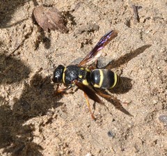 Euodynerus castigatus