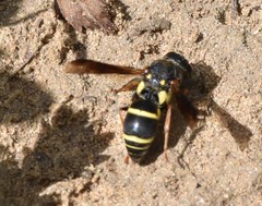 Euodynerus castigatus