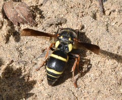 Euodynerus castigatus