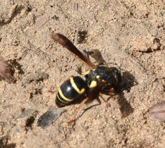 Euodynerus castigatus