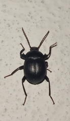 Accanthopus velikensis