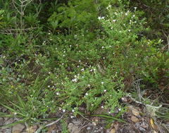 Chaenostoma integrifolium