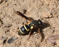 Euodynerus castigatus