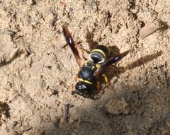 Euodynerus castigatus