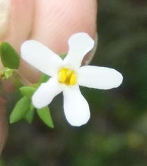 Chaenostoma integrifolium