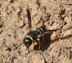 Euodynerus castigatus