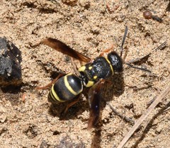 Euodynerus castigatus