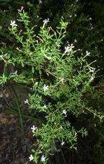 Chaenostoma integrifolium