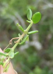 Chaenostoma integrifolium