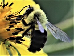 Bombus impatiens image