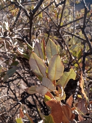 Spinoliva ilicifolia