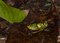 Chrysina aurora