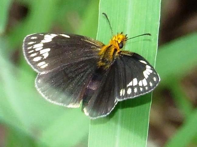 Western Gold-spotted Sylph