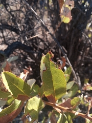Spinoliva ilicifolia