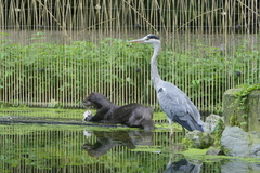 Ardea cinerea