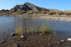 Schoenoplectus scirpoides