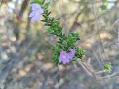 Prostanthera densa