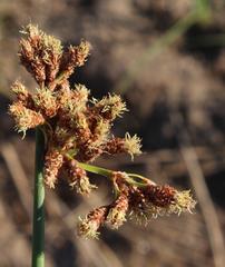 Schoenoplectus scirpoides