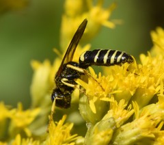 Philanthus solivagus