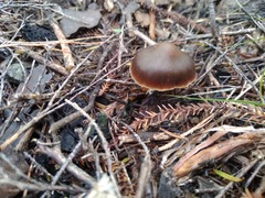 Psilocybe aucklandiae