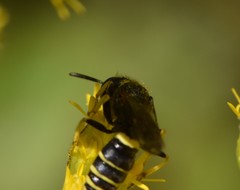 Philanthus solivagus