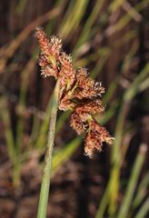 Schoenoplectus scirpoides