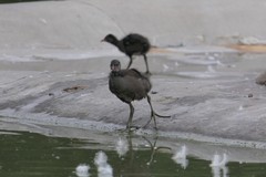 Gallinula chloropus