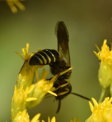 Philanthus solivagus