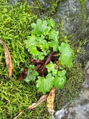 Micranthes nelsoniana