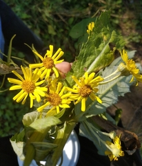 Jacobaea paludosa lanata