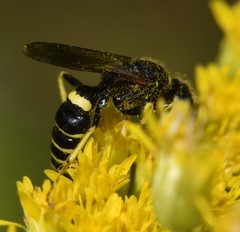 Philanthus solivagus