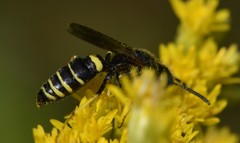 Philanthus solivagus