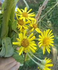 Jacobaea paludosa lanata