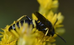 Philanthus solivagus