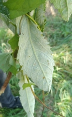 Jacobaea paludosa lanata