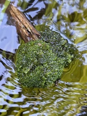 Riccardia chamedryfolia