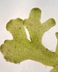 Riccardia chamedryfolia