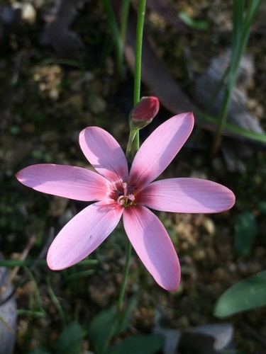 Geissorhiza ovata