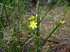 Bulbine semibarbata