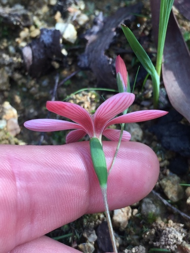 Geissorhiza ovata